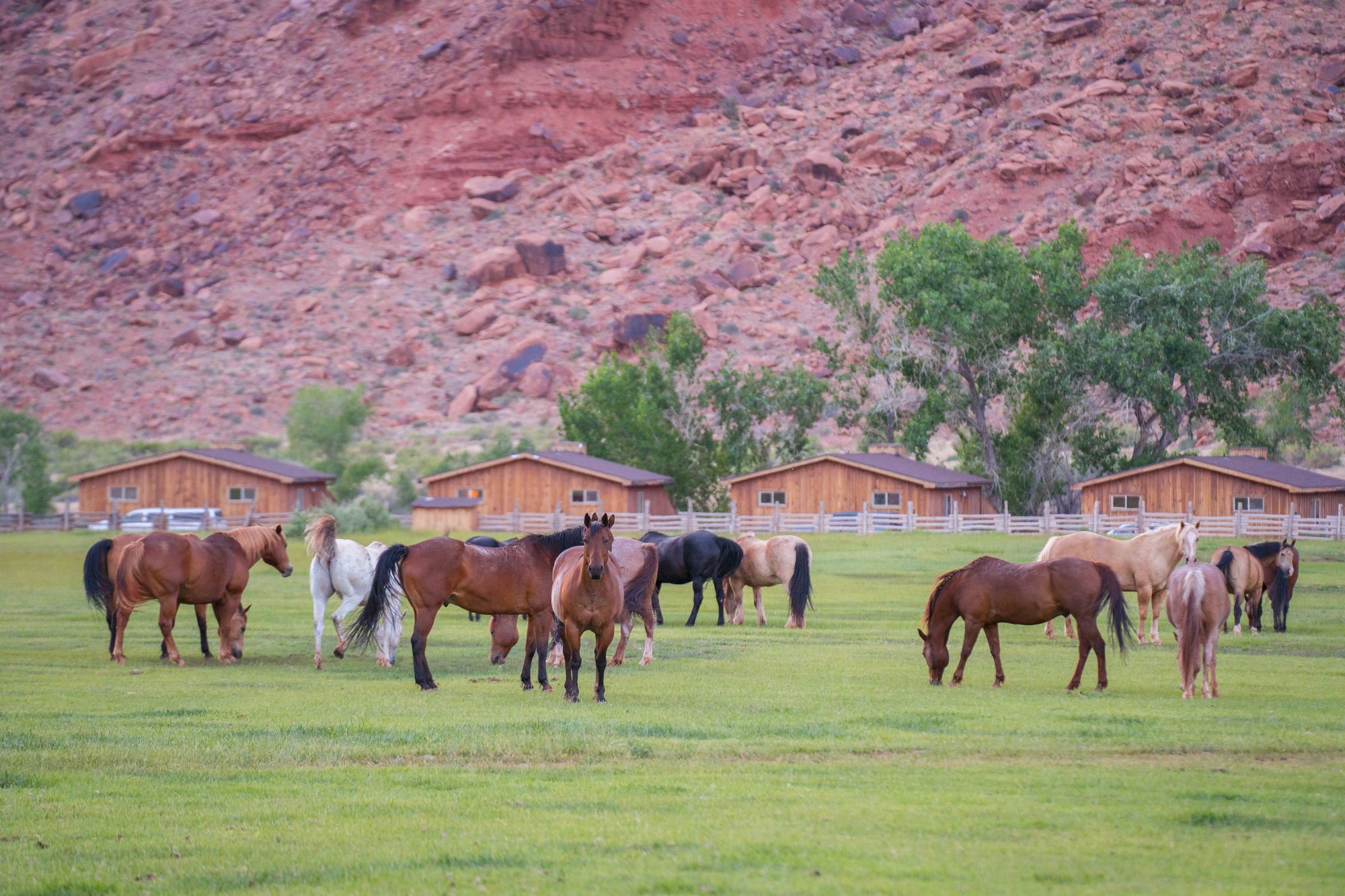 A group of horses graze on a green field with wooden cabins and rocky hills in the background, creating a peaceful rural scene.